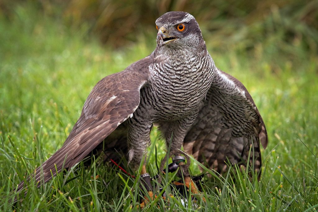 Beizvögel