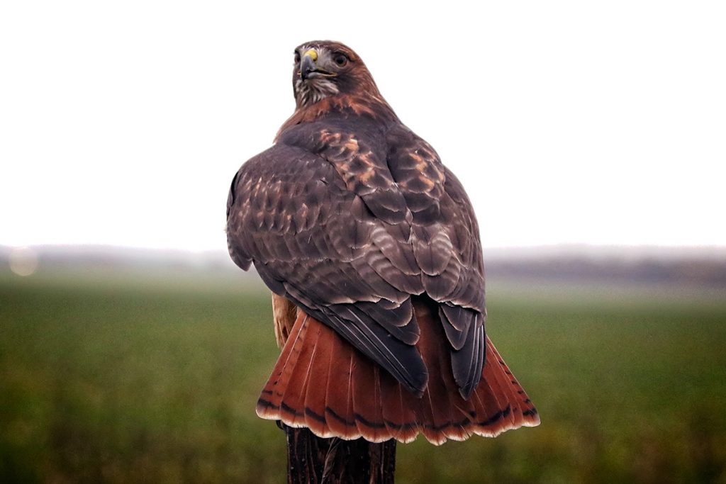 Beizvögel