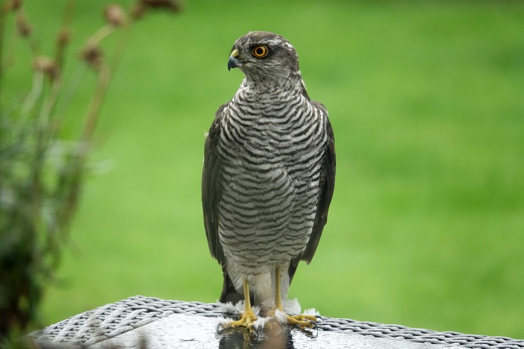 Beizvögel