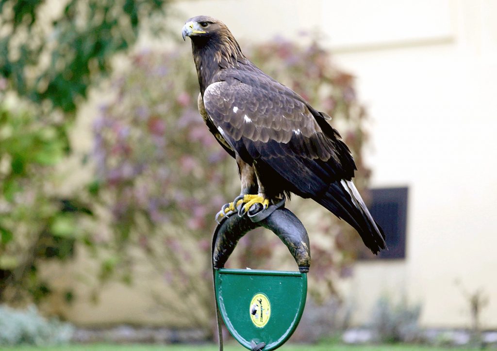 Beizvögel