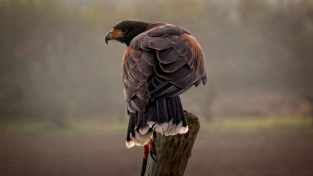 Beizvögel