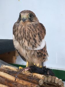 Eulen- und Greifvogelschutz Appenheim e.V.