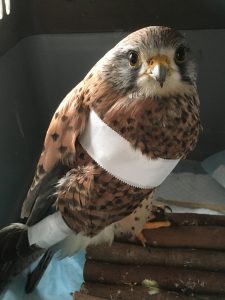 Eulen- und Greifvogelschutz Appenheim e.V.