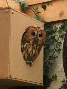 Eulen- und Greifvogelschutz Appenheim e.V.