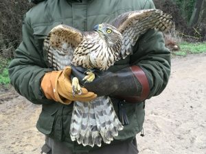 Eulen- und Greifvogelschutz Appenheim e.V.
