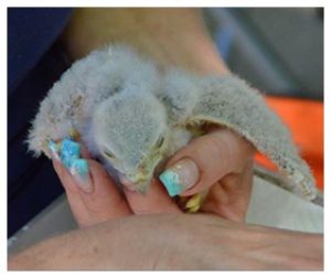 Eulen- und Greifvogelschutz Appenheim e.V.