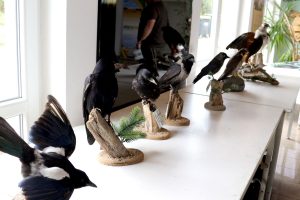 Kooperation des VDF Landesverband Sachsen-Anhalt e.V. mit dem Pilotprojekt „Wilde Feldflur“