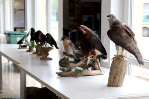 Kooperation des VDF Landesverband Sachsen-Anhalt e.V. mit dem Pilotprojekt „Wilde Feldflur“