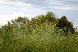 Kooperation des VDF Landesverband Sachsen-Anhalt e.V. mit dem Pilotprojekt „Wilde Feldflur“