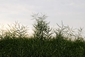 Kooperation des VDF Landesverband Sachsen-Anhalt e.V. mit dem Pilotprojekt „Wilde Feldflur“